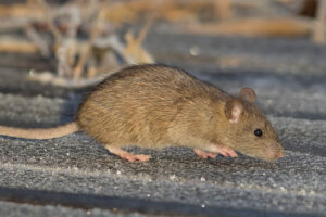 deratyzacja Batorowo