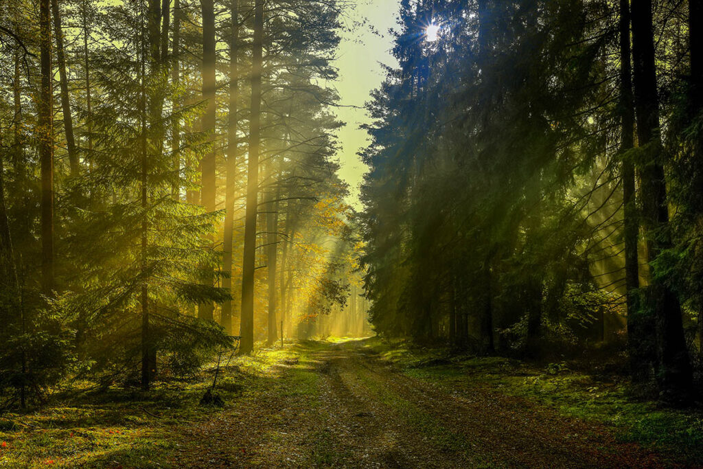 inwentaryzacja lasów